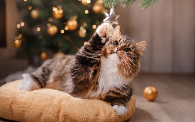 Какие подарки нельзя дарить на Новый год 2018 (год желтой земляной Собаки) Что нельзя дарить на Новый год 2018 (Год Собаки)