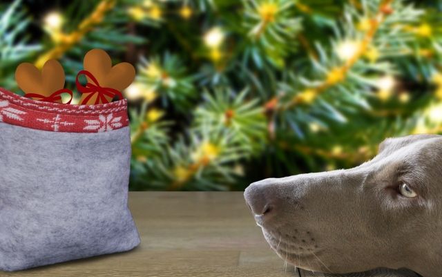 Какие подарки нельзя дарить на Новый год 2018 (год желтой земляной Собаки) Что нельзя дарить на Новый год 2018 (Год Собаки)