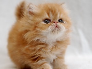 Котенок-перс
