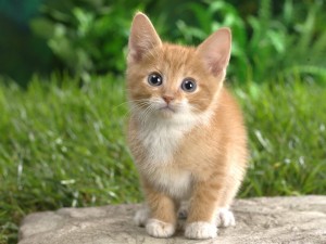 redcat_big-03