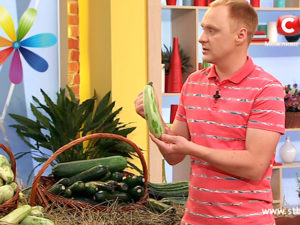 Выбираем кабачки и патиссоны – Смотреть онлайн