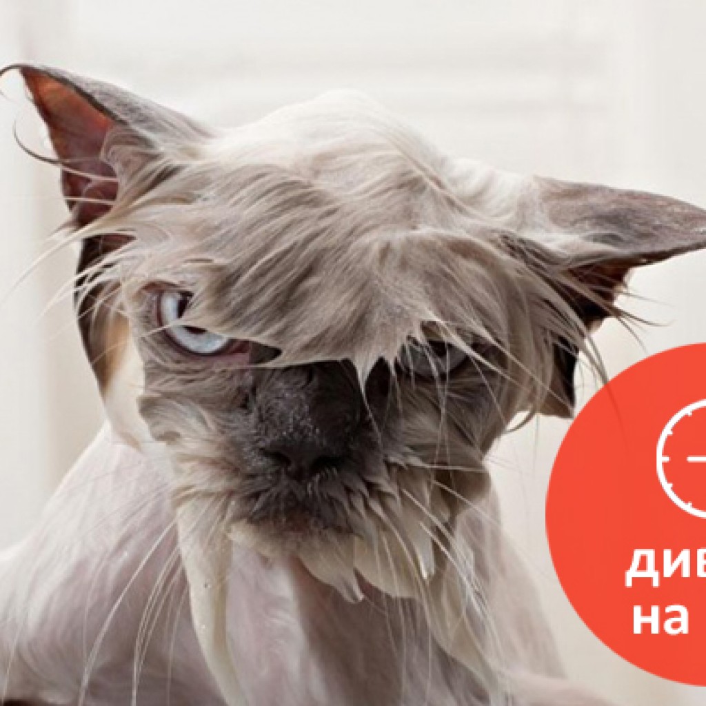 Мокрая Кошка Фото