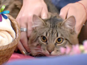Як відучити кота їсти квіти кімнатні