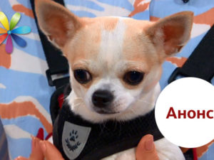 Все Буде Добре выпуск 1110: анонс на 24.10.2017