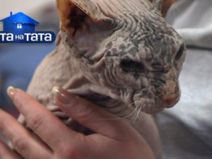 Кошка расцарапала папе лицо из-за «лысого жениха»