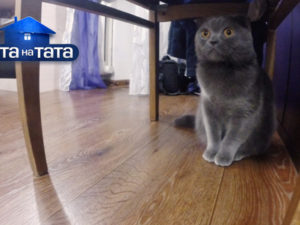 Попытки папы свести кошку с «женихом» обернулись кошачей битвой