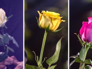 Холостяк 12 сезон – дивіться скоро на СТБ