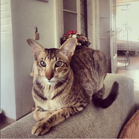 Домашні улюбленці зірок СТБ (фотопідбірка) Кот Аниты Луценко