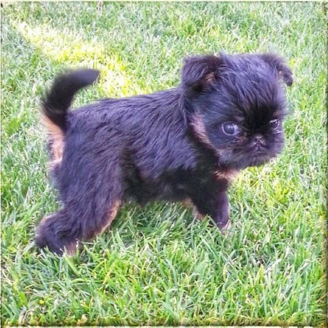 Домашні улюбленці зірок СТБ (фотопідбірка) Эктор 3