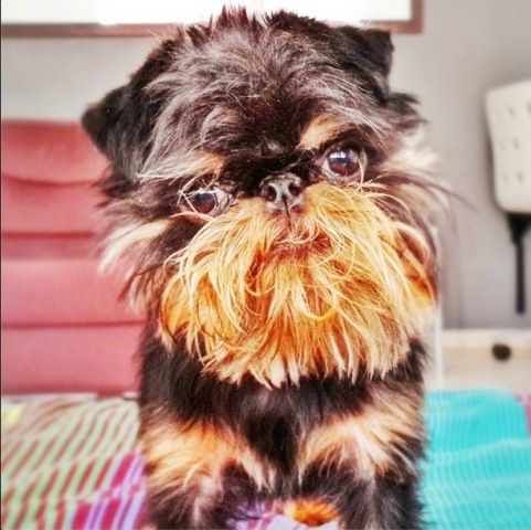 Домашні улюбленці зірок СТБ (фотопідбірка) Эктор