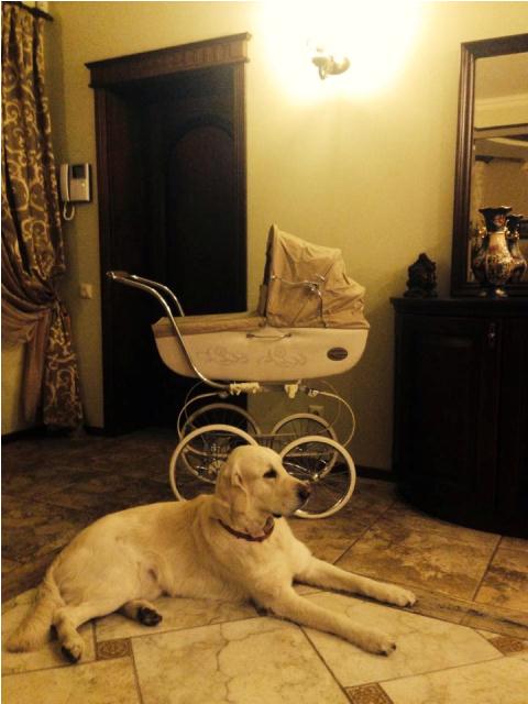 Домашні улюбленці зірок СТБ (фотопідбірка) Прис5