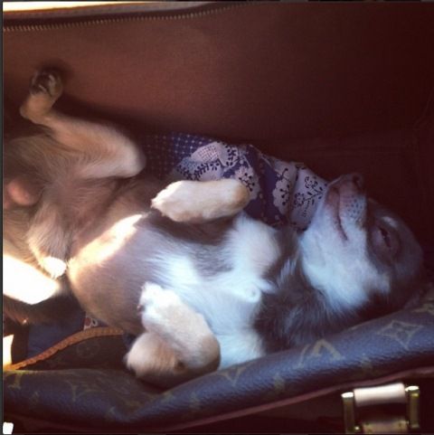 Домашні улюбленці зірок СТБ (фотопідбірка) Яна Станишевская