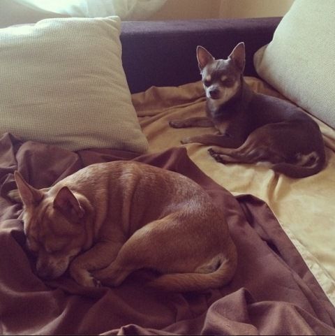 Домашні улюбленці зірок СТБ (фотопідбірка) Любимцы Яны Станишевской