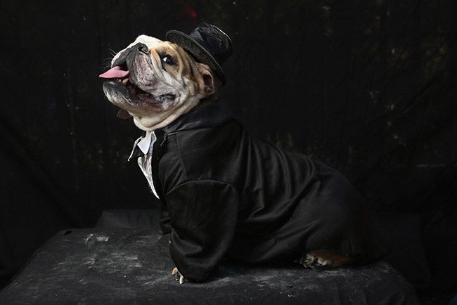 Смешные костюмы для собак Dogs Dress Up For Annual Tompkins Square Park Halloween Parade