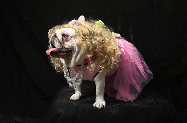 Смешные костюмы для собак Dogs Dress Up For Annual Tompkins Square Park Halloween Parade