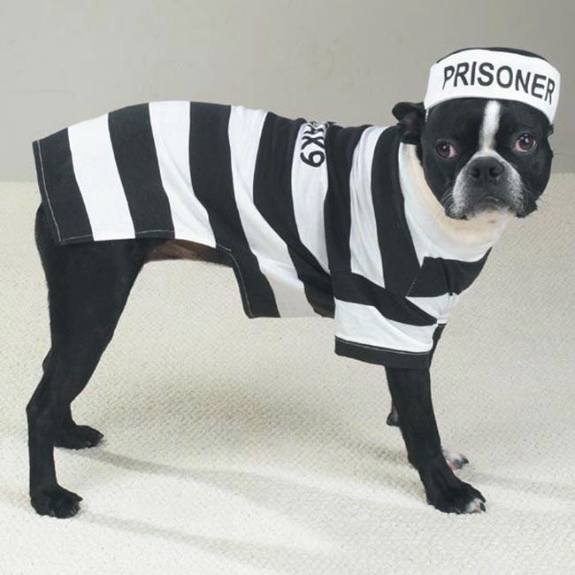 Смешные костюмы для собак Casual_Canine_Prison_Pooch_Dog_Costumes