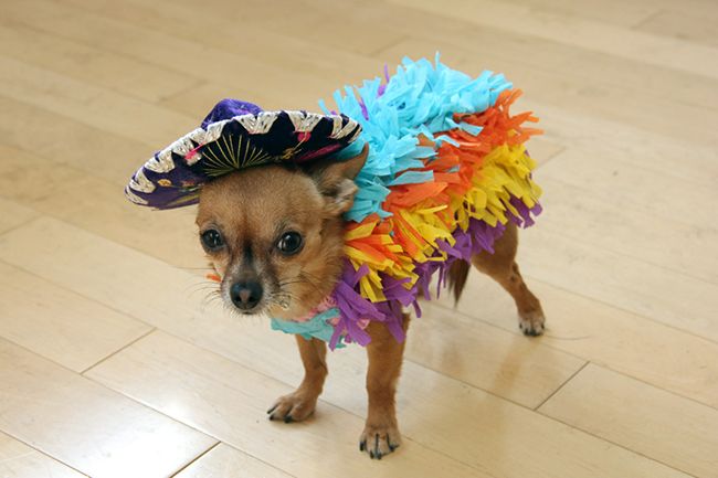 Смешные костюмы для собак DIY-Dog-Pinata-Costume
