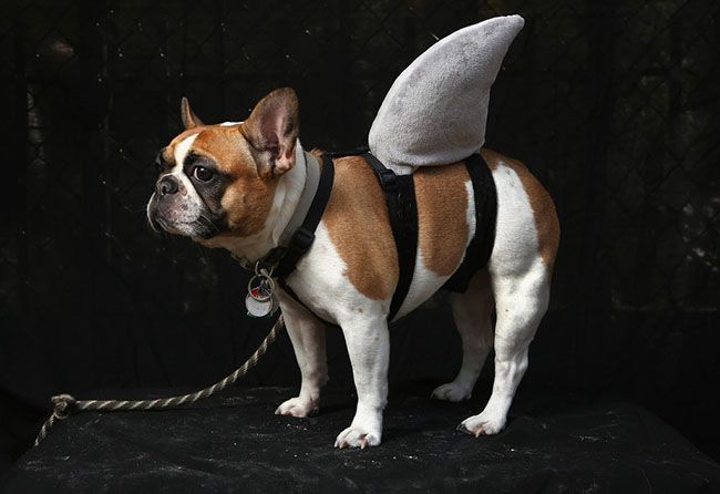 Смешные костюмы для собак Dogs Dress Up For Annual Tompkins Square Park Halloween Parade