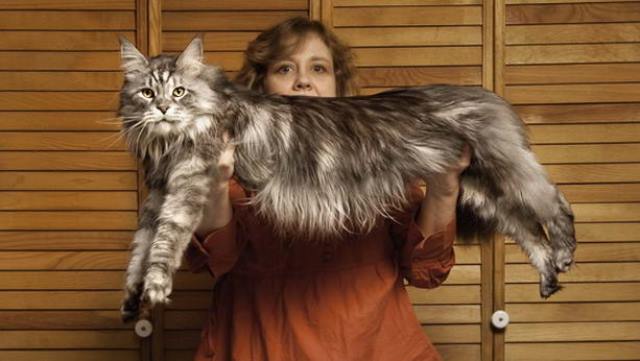Топ-10 найбільш неймовірних котячих рекордів Stewie - Longest CatGuinness World Records 2011Photo Credit: Ryan Schude/Guinness World RecordsLocation: Reno, NevadaAlso Pictured: Stewie's Owner Robin Hendrickson