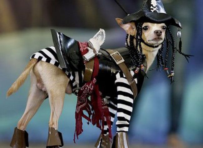 Смешные костюмы для собак creative_stuff_cool_crazy_offbeat_dog_costumes9_200907241508083671