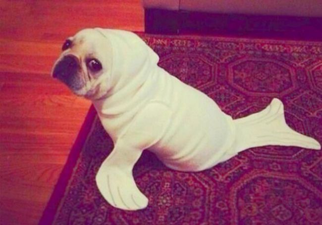 Смешные костюмы для собак dog seal
