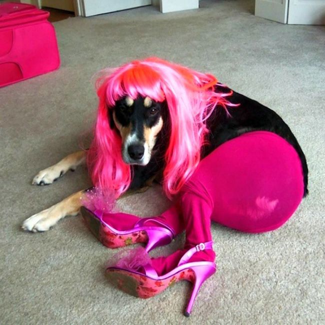 Смешные костюмы для собак dog woman