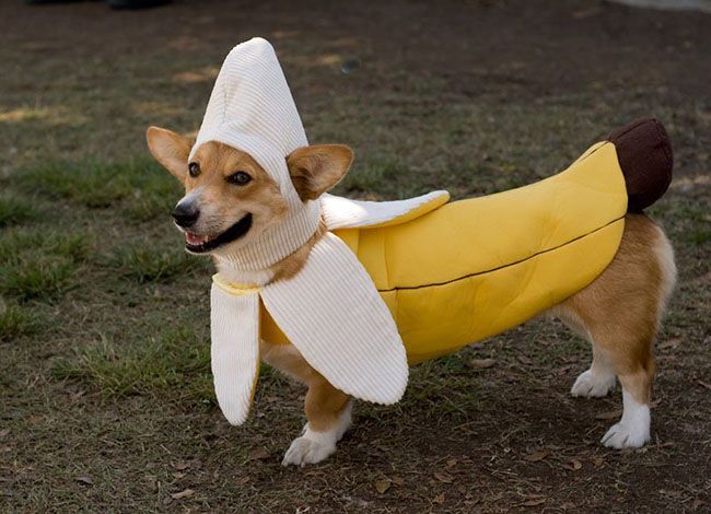 Смешные костюмы для собак dogs-costumes-11