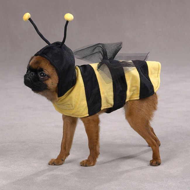 Смешные костюмы для собак most-funny-dog-costumes (26)