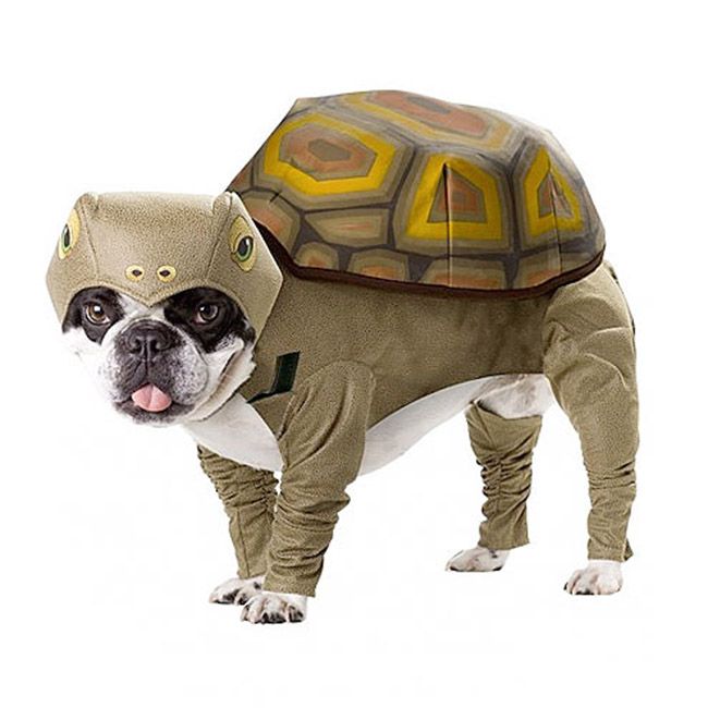 Смешные костюмы для собак most-funny-dog-costumes (28)