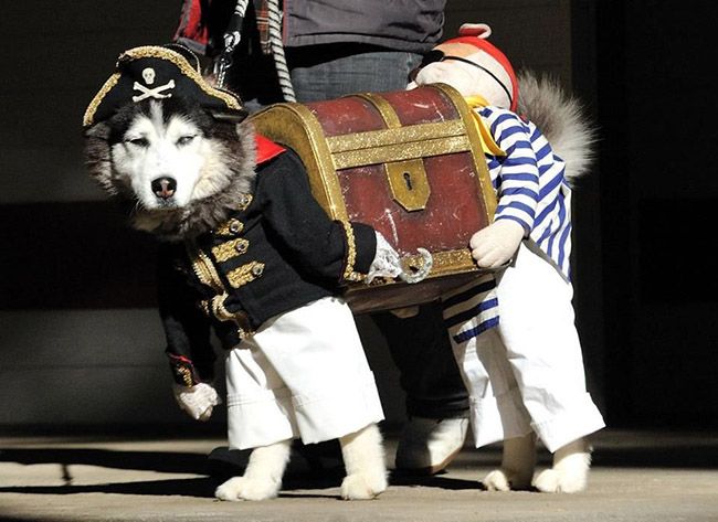 Смешные костюмы для собак pirate_dog_01