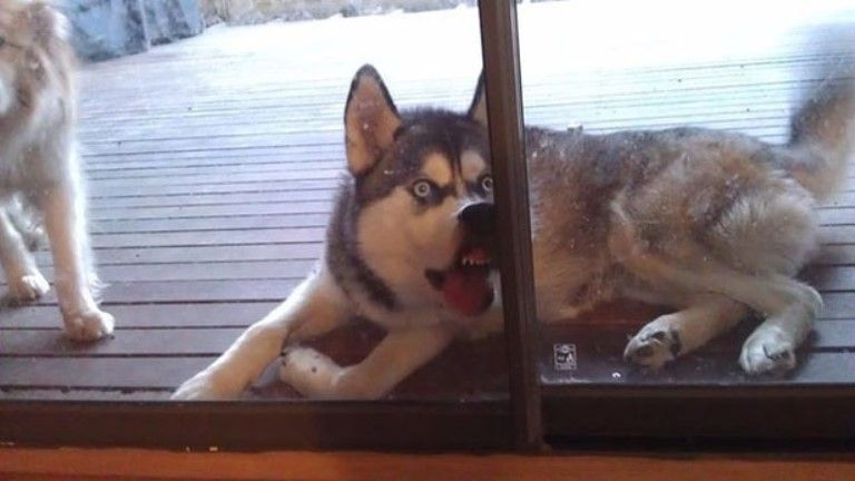 30 тварин, які змусять вас посміхнутися 2013-the-year-of-the-awkward-dog-120413-07