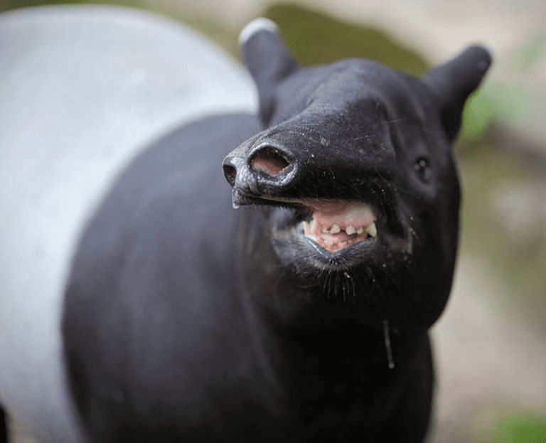 30 тварин, які змусять вас посміхнутися 2_Funny_Animal_Faces_zpsc29299ee