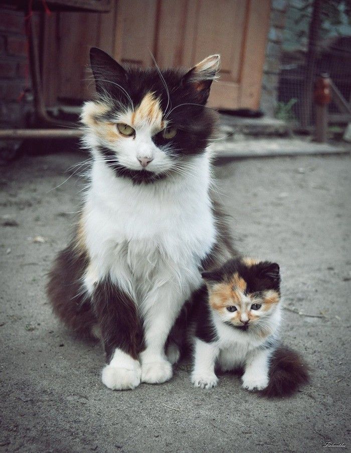 CAtsWithMiniMes04