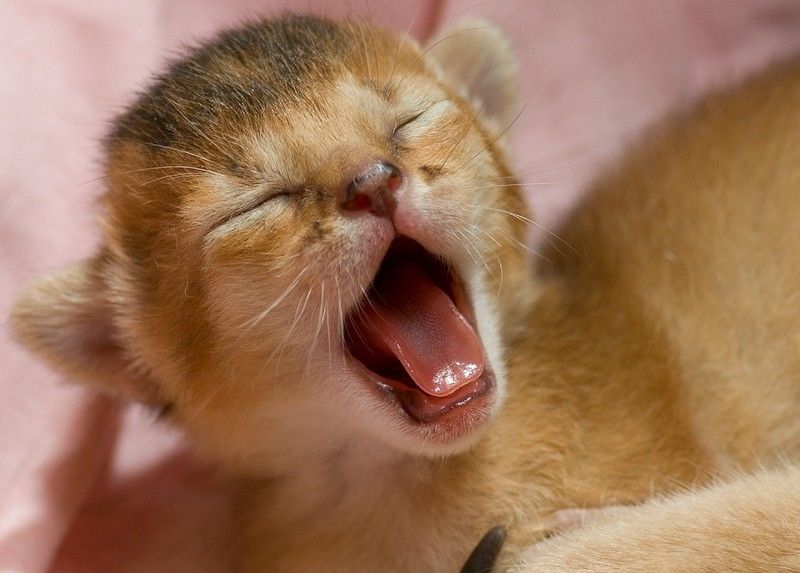 30 тварин, що солодко зівають YawningAnimals00