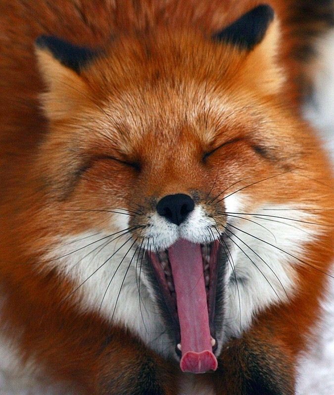 30 тварин, що солодко зівають YawningAnimals01