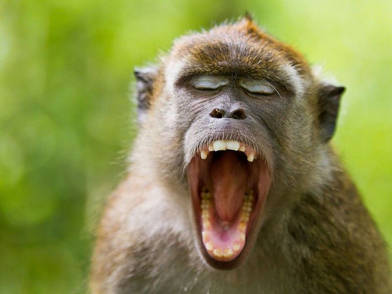 30 тварин, що солодко зівають YawningAnimals04