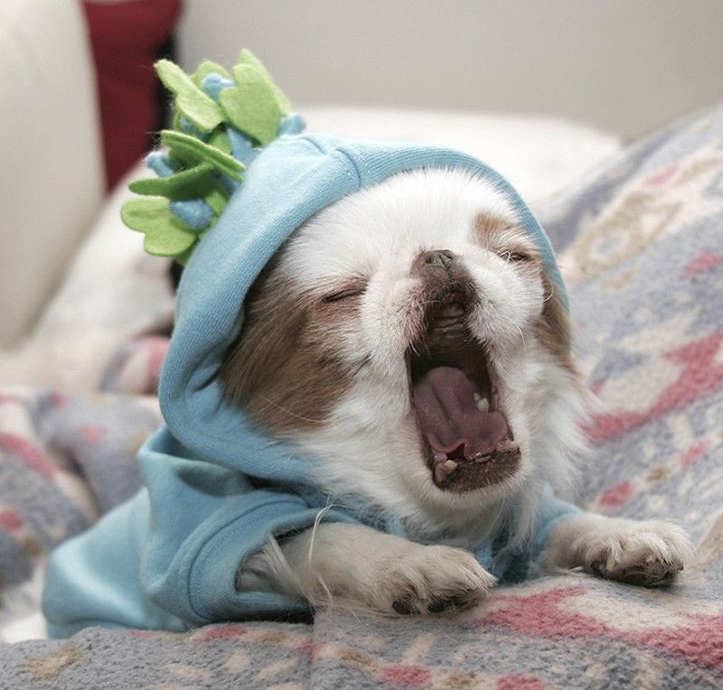 30 тварин, що солодко зівають YawningAnimals08