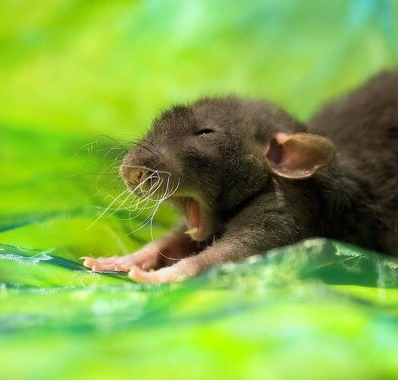 30 тварин, що солодко зівають YawningAnimals09