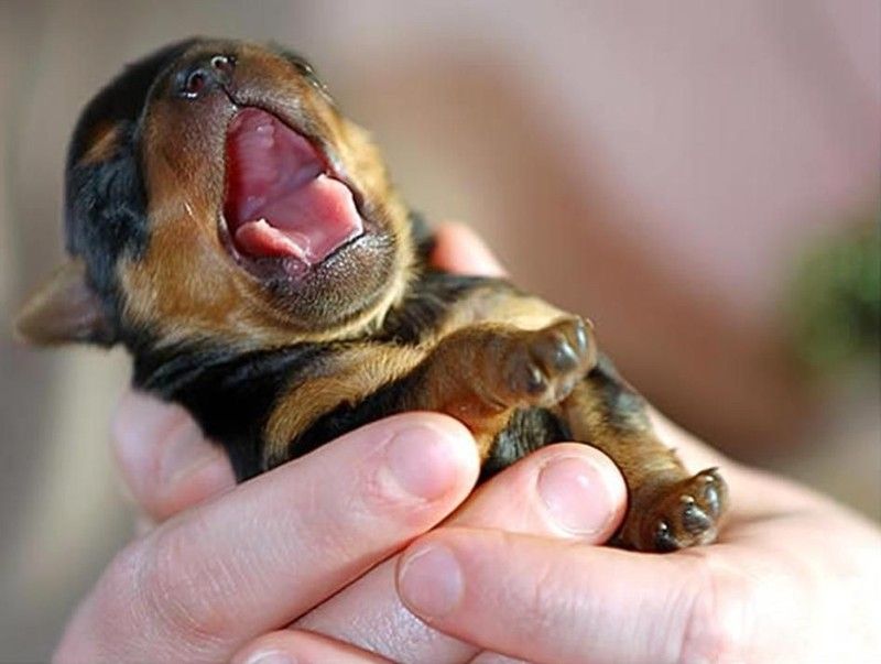 30 тварин, що солодко зівають YawningAnimals10