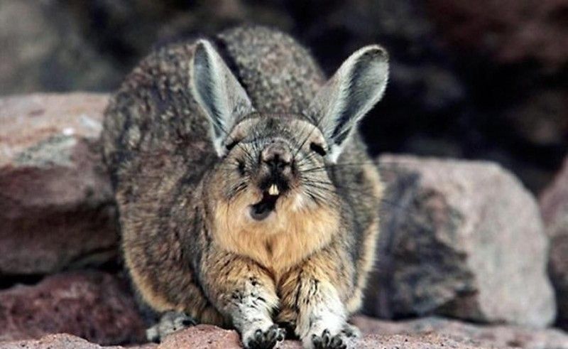 30 тварин, що солодко зівають YawningAnimals11