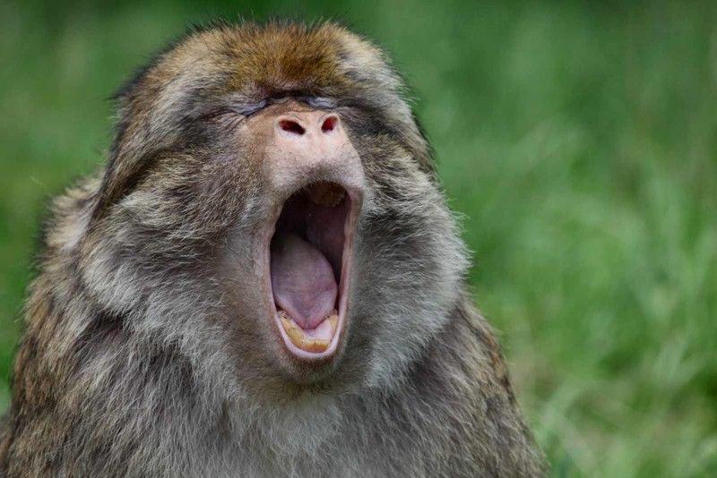 30 тварин, що солодко зівають YawningAnimals13
