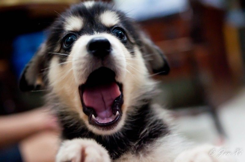 30 тварин, що солодко зівають YawningAnimals14
