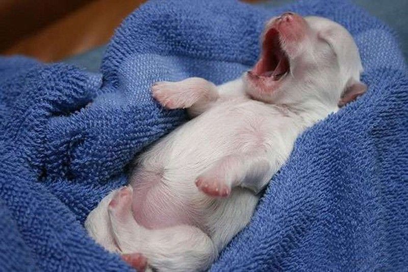 30 тварин, що солодко зівають YawningAnimals16