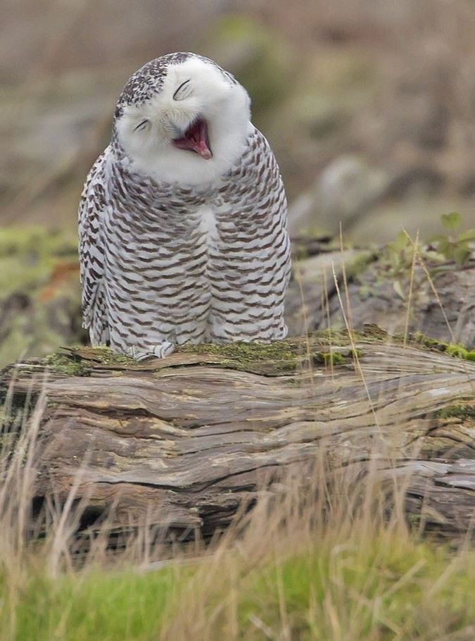 30 тварин, що солодко зівають YawningAnimals17