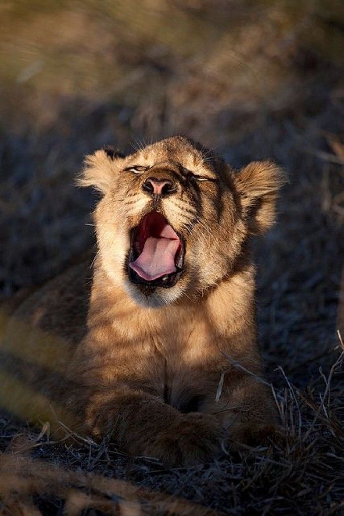 30 тварин, що солодко зівають YawningAnimals19