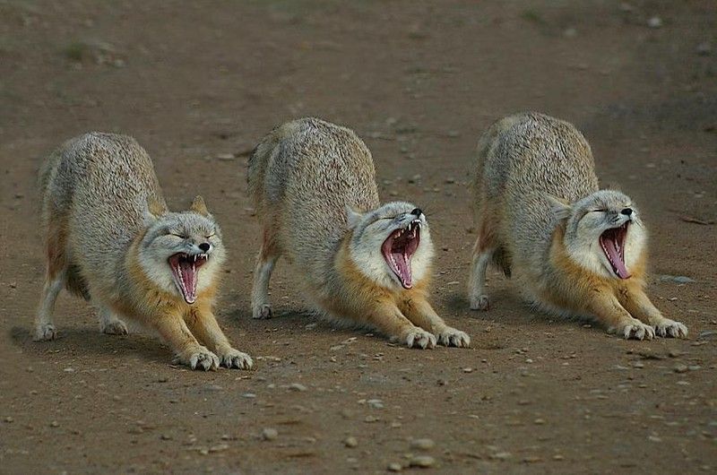 30 тварин, що солодко зівають YawningAnimals20