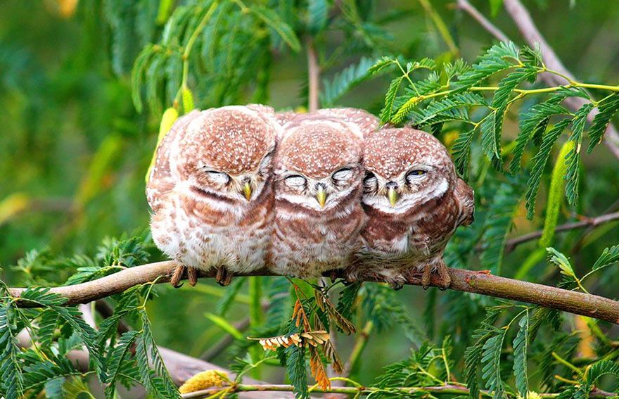 20 птахів, що вирішили трохи зігрітися birds-keep-warm-bird-huddles-10__880
