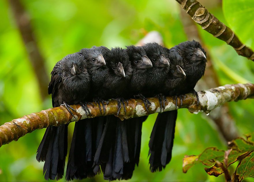 20 птахів, що вирішили трохи зігрітися birds-keep-warm-bird-huddles-12__880