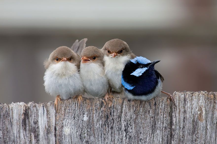 20 птахів, що вирішили трохи зігрітися birds-keep-warm-bird-huddles-13__880