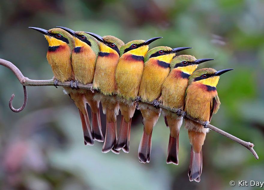 20 птахів, що вирішили трохи зігрітися birds-keep-warm-bird-huddles-15__880